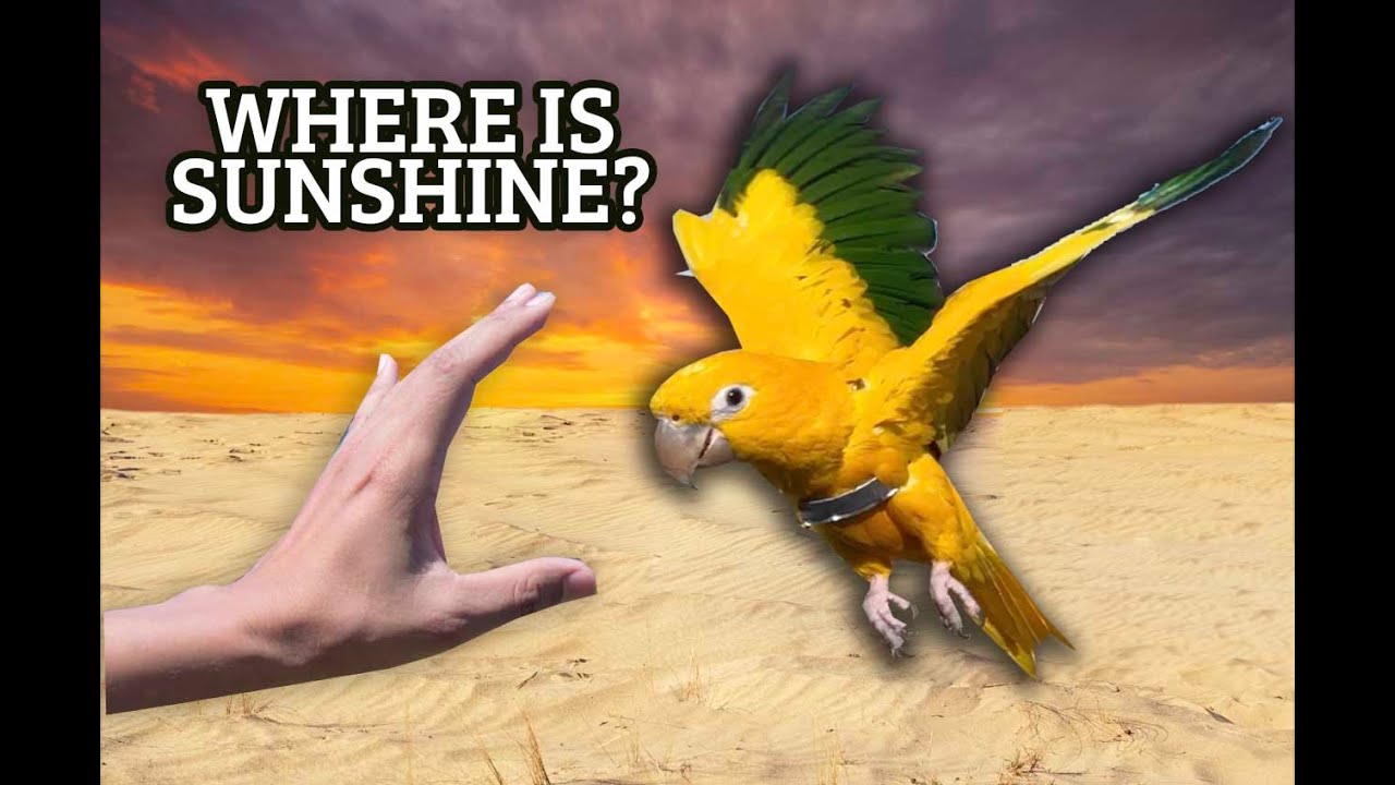 I AM HEARTBROKEN! MY GOLDEN CONURE BIRD IS STILL MISSING!