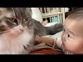 赤ちゃんと一緒に甘える猫　ノルウェージャンフォレストキャットA cat that wants to be stroked with a baby. Norwegian Forest Cat.