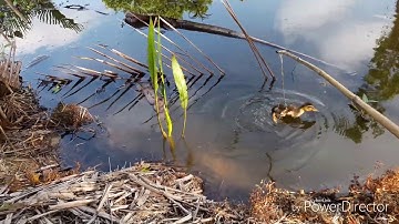 Câu cá lóc bằng vịt con và cái kết ..|TƯ CHUỘT TRÀ VINH|