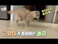 고양이가 좋아하는 놀이 : 축구편 (feat. 초록괴물)