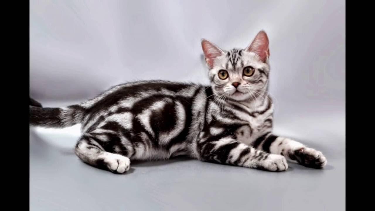 Как выглядит американская короткошерстная кошка