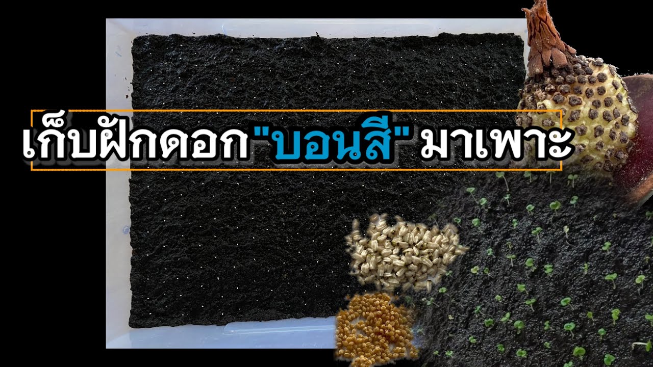 เพาะเมล็ดบอนสี