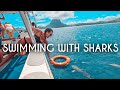 Swimming with Sharks in Bora Bora