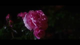 GH5s Subtle Film Look Test | Meike 16mm Cineprime T2.2 | FilmConvert Nitrate + Hazy