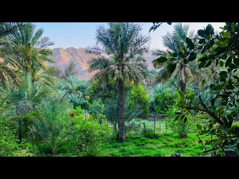 Madha | The Green Village | Route Map | UAE - OMAN Boarder Travel to Oman without boarder crossing