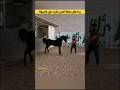 شاهد غيرة الحصان عندما اكتشف أن فارسه لمس خيلا آخر shortsvideo mp3