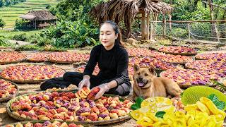 Harvesting jackfruit to make jackfruit cakes, bamboo shoots, bananas to sell at the market