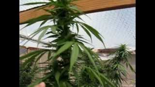 Outdoor marijuana grow #4