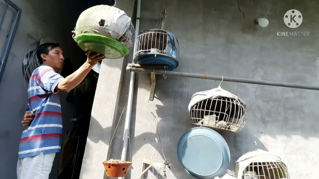 giao lưu quay dàn cu gáy bổi nổi kèm của anh Quốc. anh em xem tham khảo | Nu Nguyễn Đồng Tháp