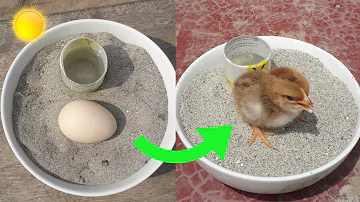 Sunlight incubator real hatching part-2 😮😮😮