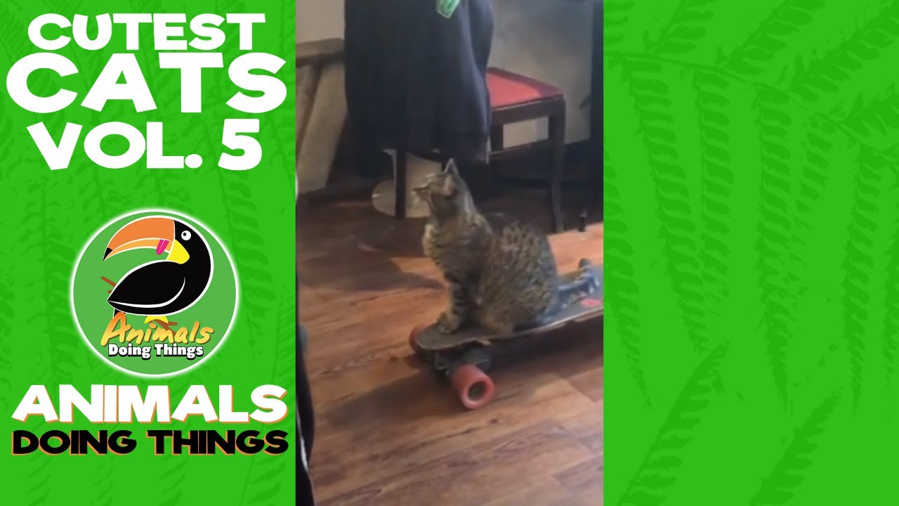 Cutest Cats Compilation Vol. 5 | Funniest Animals Doing Things