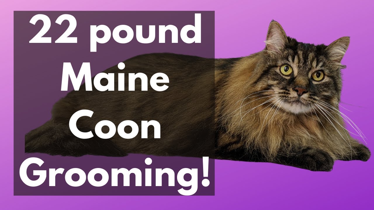 22 pound Maine Coon Grooming! YouTube