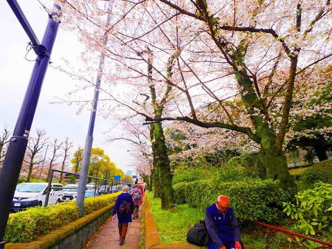 一番町の桜 2024年4月4日 令和6年 みんなのアルバム