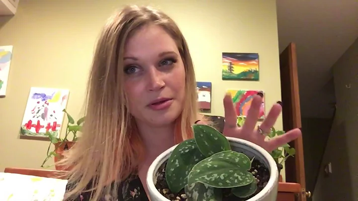 Houseplants For Beginners: Pothos Plant 101