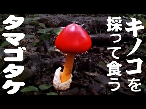 キノコを採って食う タマゴタケ Wild Mushroom Youtube