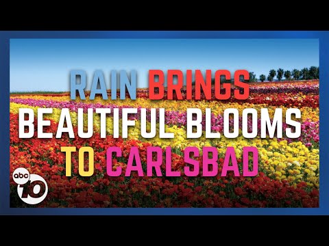 Video: Posjeta Carlsbad Flower Fields