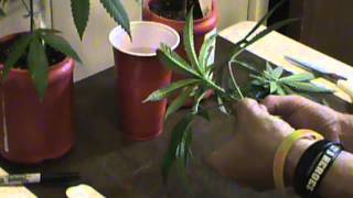 MWSAPs ~ " 12 - 1 Grow " - ( Weeping Willow Cloning )