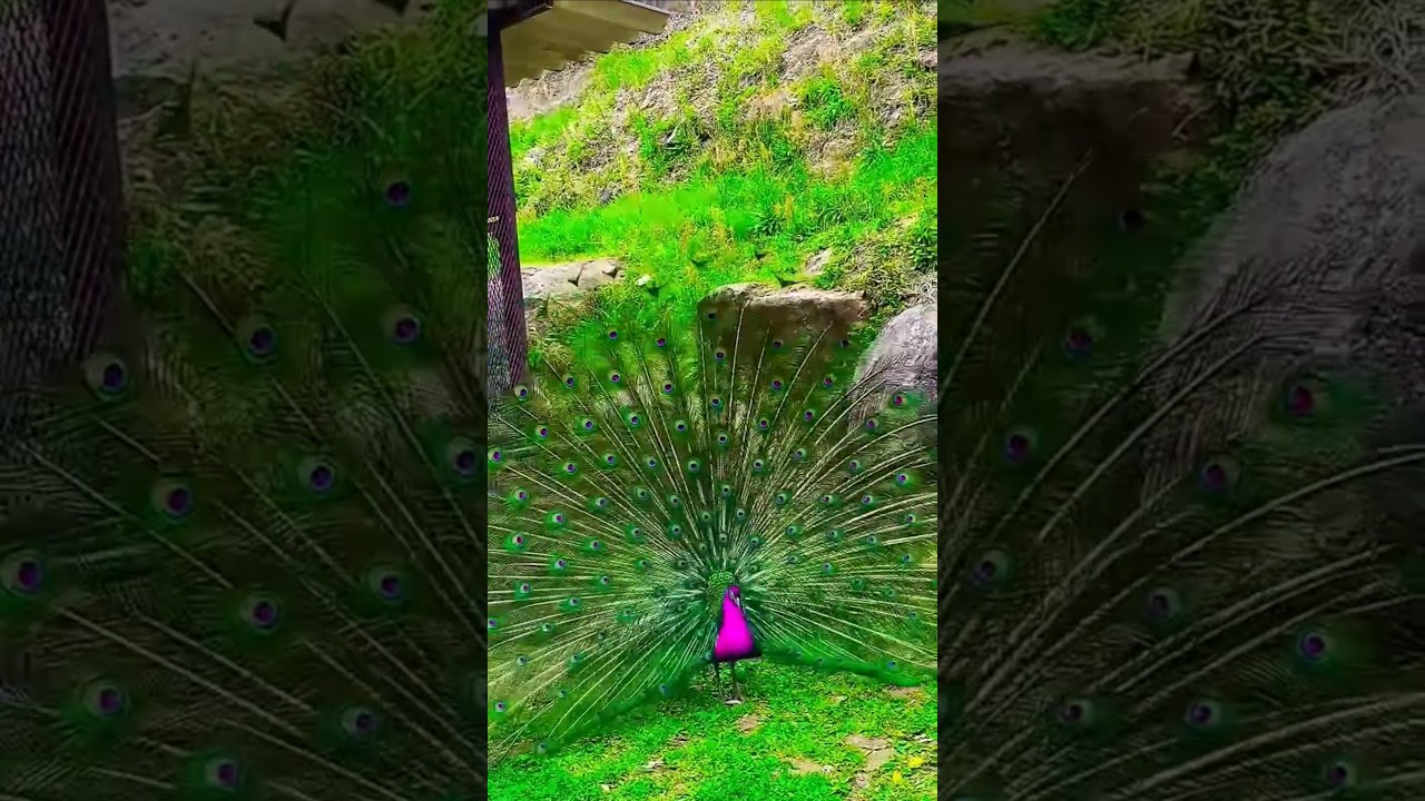 peacock feather 🦚 #peacock #birdsong #peacockdance #shortsyoutube #ytshorts