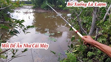 10 Ngàn Dế Giật Cá Rô Phi Mệt Nghỉ Luôn , Mồi Câu Rô Phi Đơn Giản Nhất