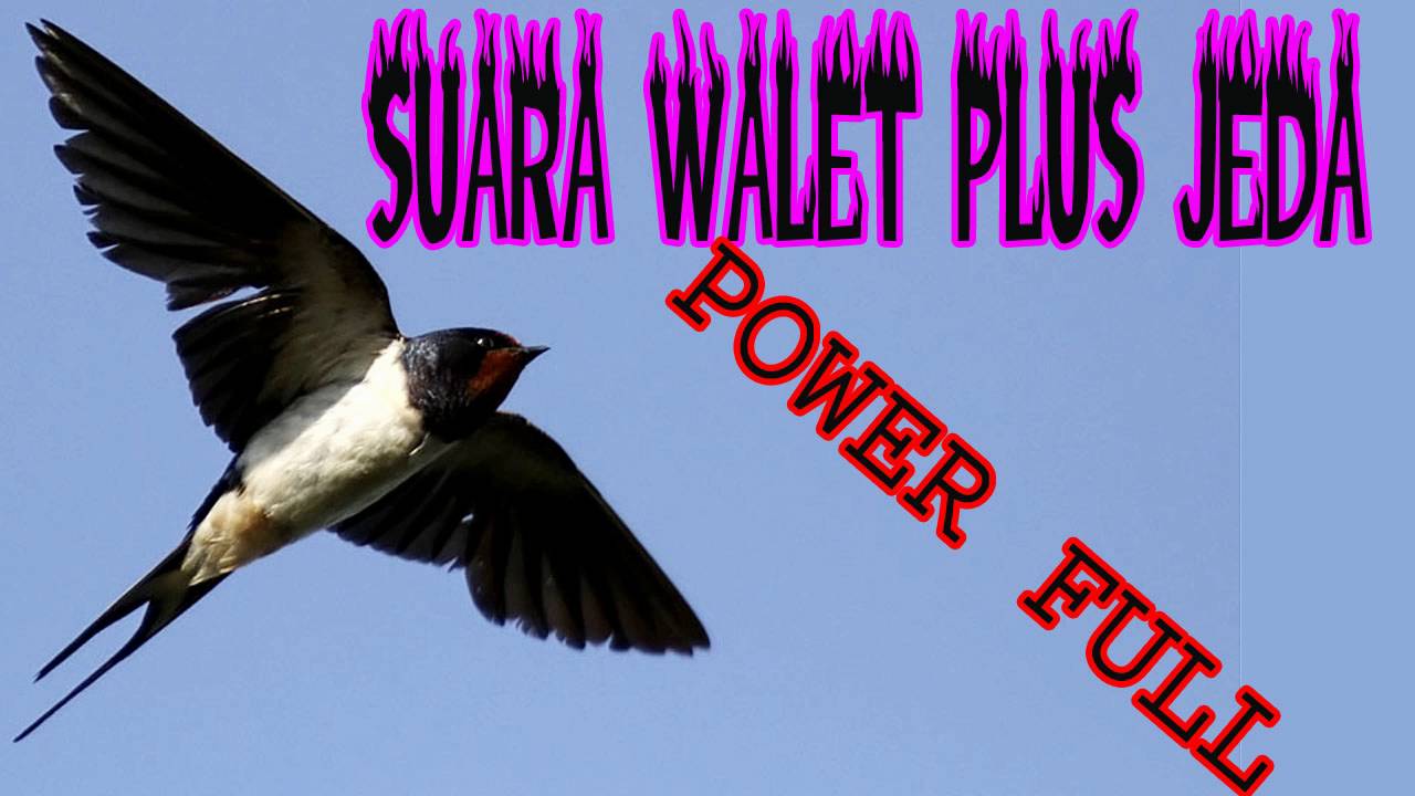 Download Suara Masteran Burung Walet Full Hd Youtube