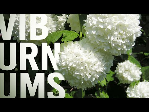 Video: Mapleleaf Viburnum Shrubs - Paano Pangalagaan ang Isang Mapleleaf Viburnum