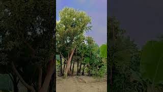 Main Deewana Hun Ine Adaon Ka Maine To Pyar,