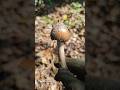 Earth's Gentle Gift: Unearthing the Golden Bud #nature #mushroom #forest