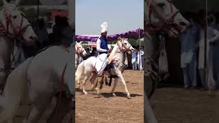 Beautiful Horse Of Potohar Punjab Pakistan / Tent Pegging & Horse Riding #tentpegging
