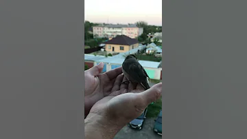 Выпускаем птицу на волю!