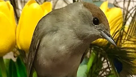 Выпускаем птицу на волю!