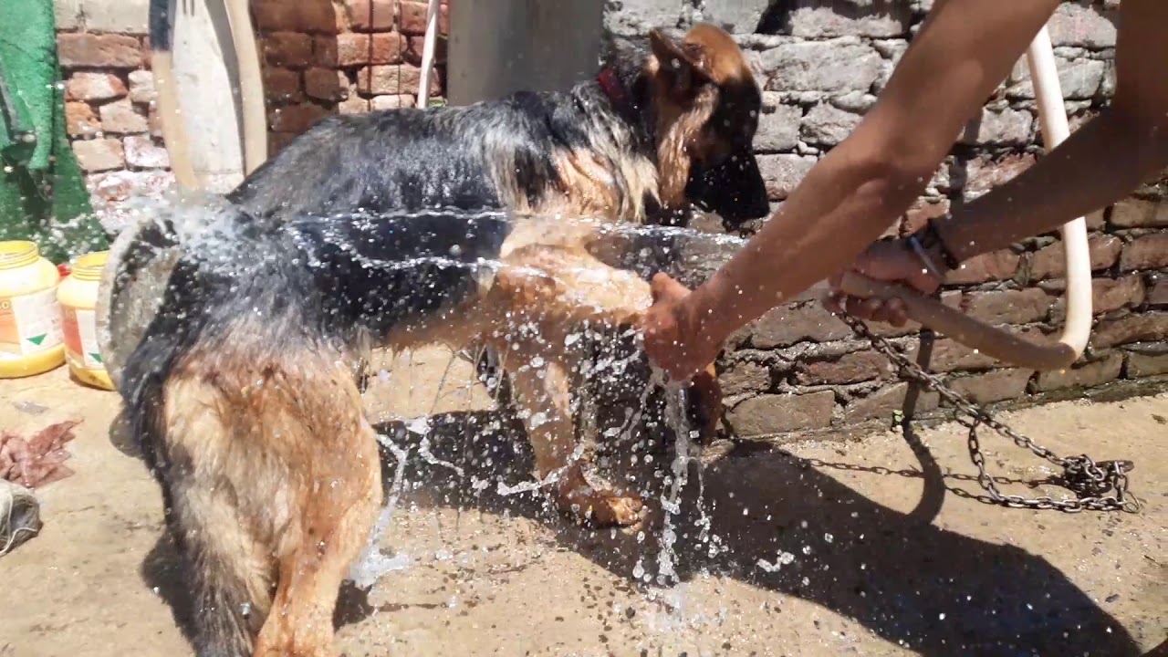 german-shepherd-bathing-youtube