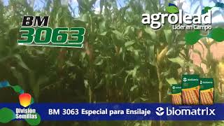 Agrolead BM3063 Especial para Ensilaje