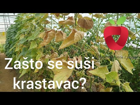 Video: Zašto Tegle Krastavaca, Kompota, Rajčice I Ostalih Konzervi Eksplodiraju, Kako Se S Tim Nositi
