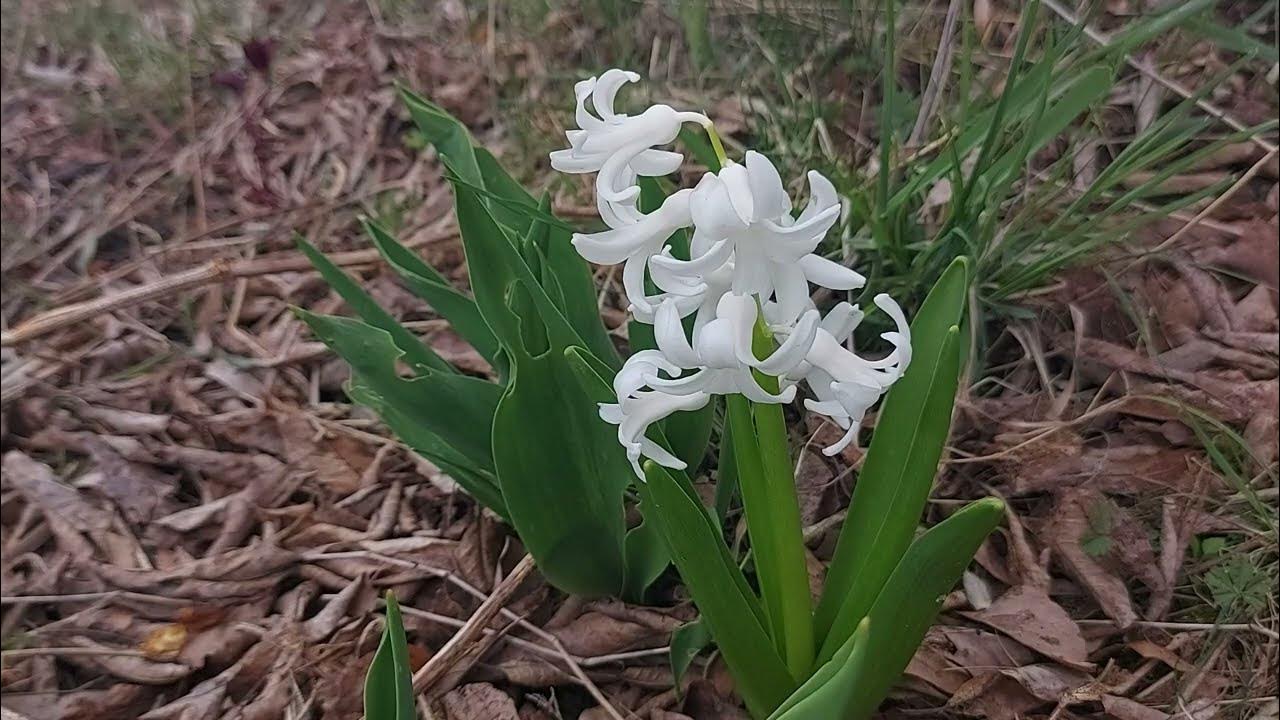 How do hyacinths multiply? YouTube