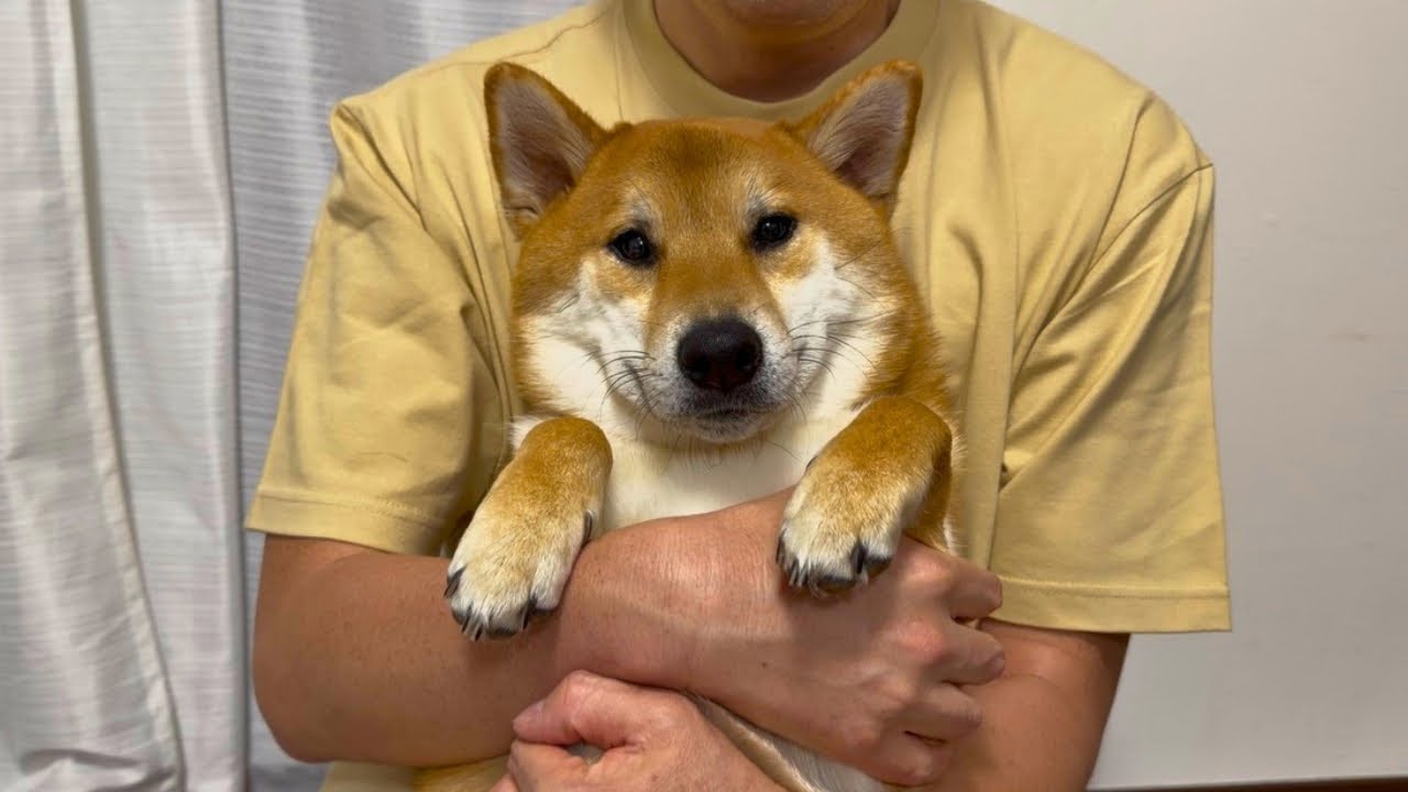 柴犬さん☆骨 ありがとう】いつも応援してくださってる皆様へ - YouTube