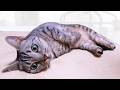 暑い日の怠惰なお猫様たち