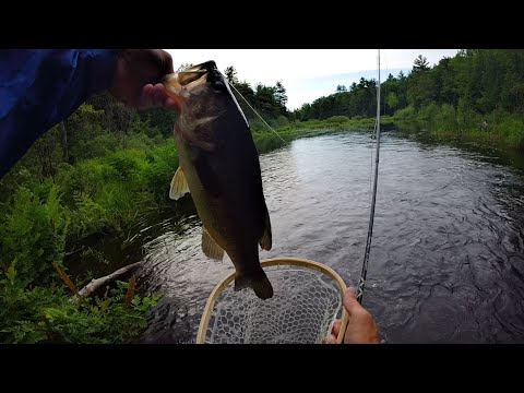 Largemouth bass creek