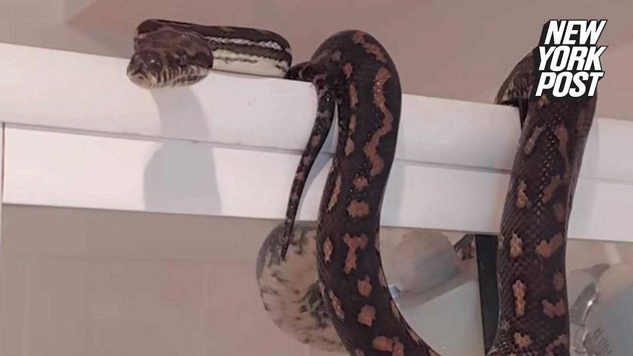 Australia: Thirsty snakes slither into toilets