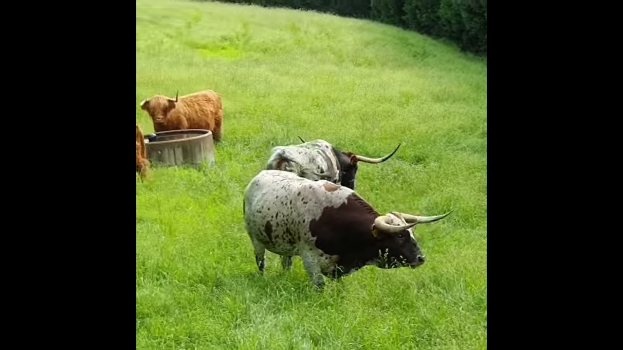 Longhorn Cattle Velvet Quarter Horse Ranch