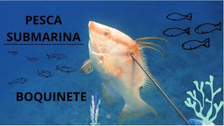 Cazando boquinete en pesca deportiva, pesca con arpón, #spearfishing  hogfish