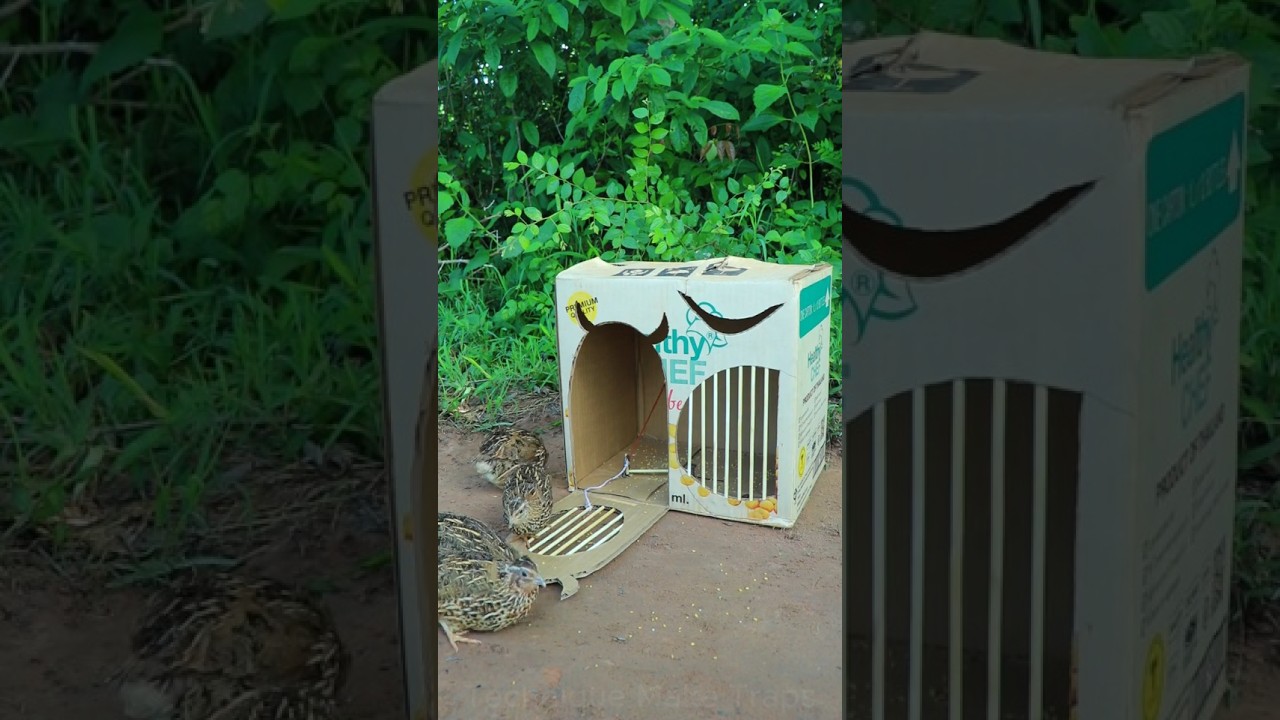 Technique Unique Trap # Creative DIY Quail Bird Trap 
