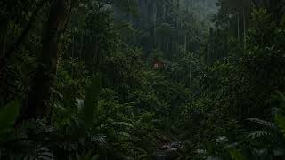 Forest Rain Sounds for Deep Sleep | Relieve Insomnia, Stress & Anxiety