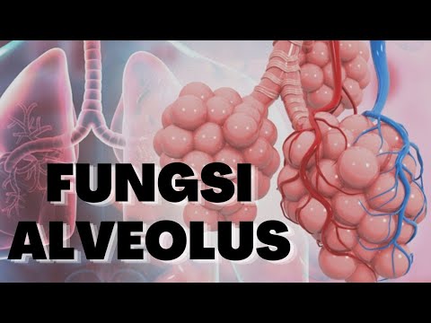 Video: Dengan proses apa gas bergerak di dalam alveolus?