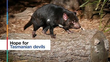 Hope for Tasmanian Devils