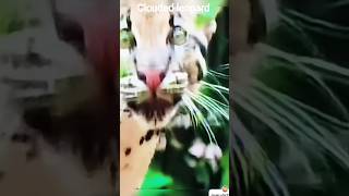clouded leopard @Living things on Earth video