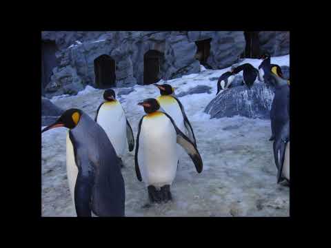 芦原節 福井県民謡 Cover 清紅