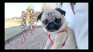 パグ走りおパグさん：フォーンver.（RUN PUG RUN） パグ走りおパグさん：フォーンver.（RUN PUG RUN） パグ走りお