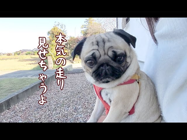 Sprinting with Pug - YouTube