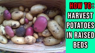 When and How to Harvest Potatoes in Raised Beds