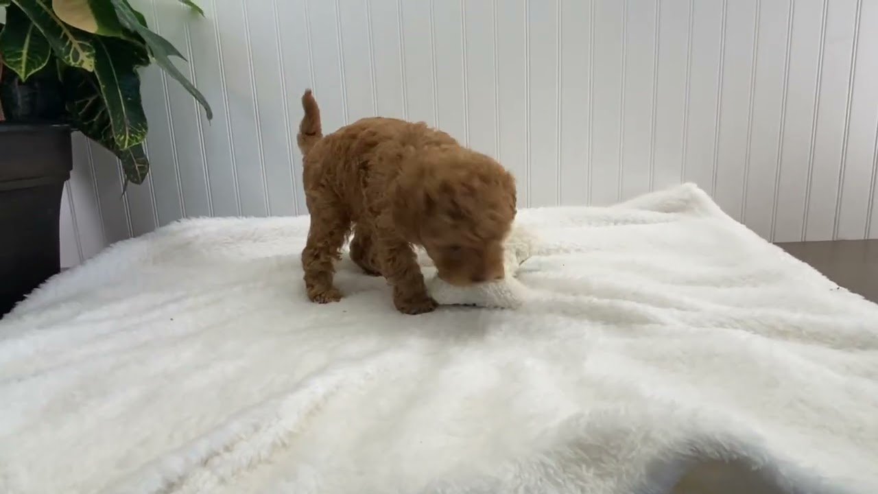 Kirby- male cavapoo puppy